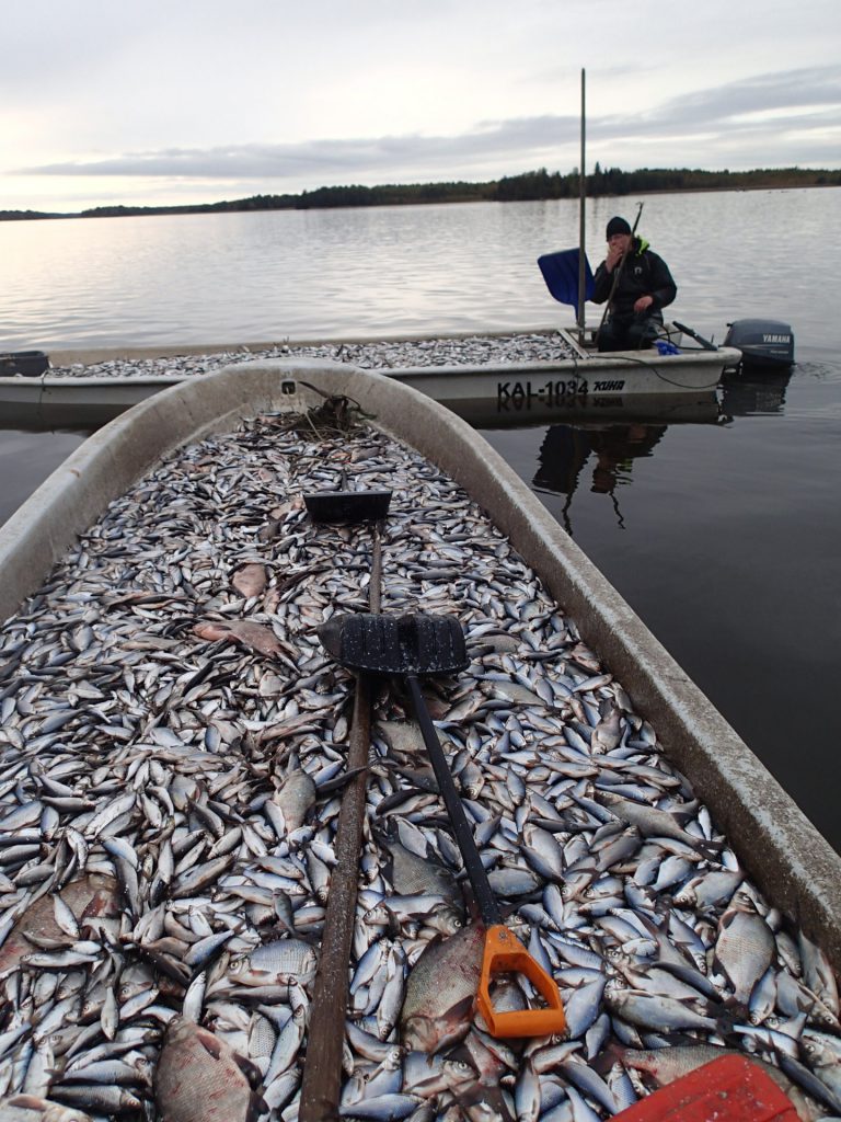 vårdfiske