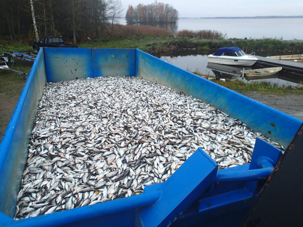 vårdfiske