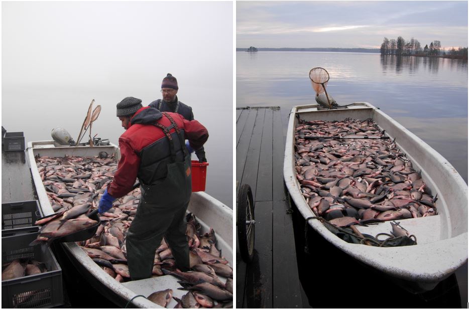 vårdfiske