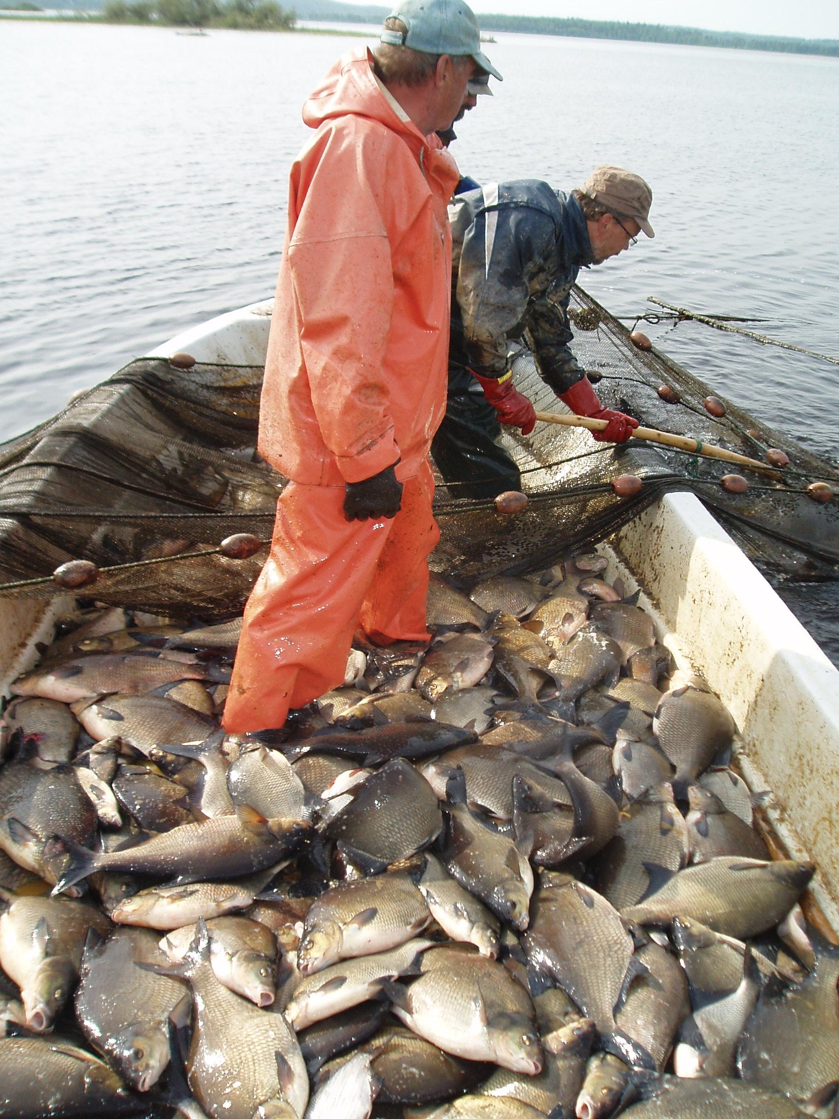 vårdfiske